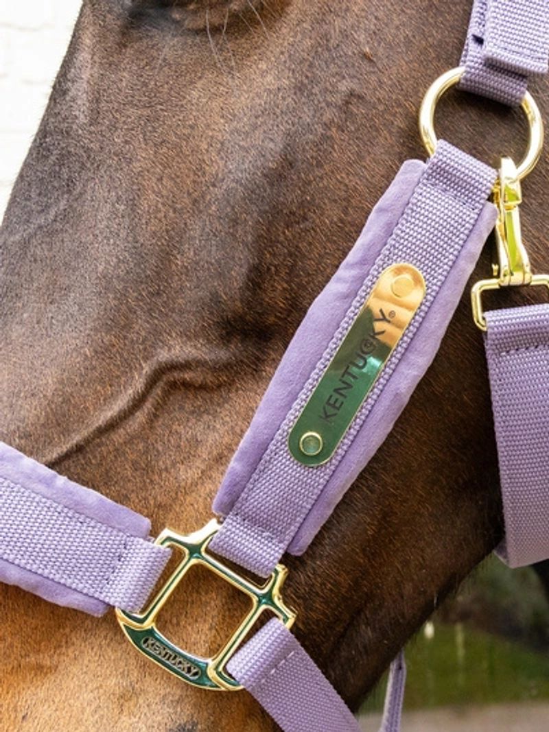 Kentucky kantar Welvet roz Full, purple