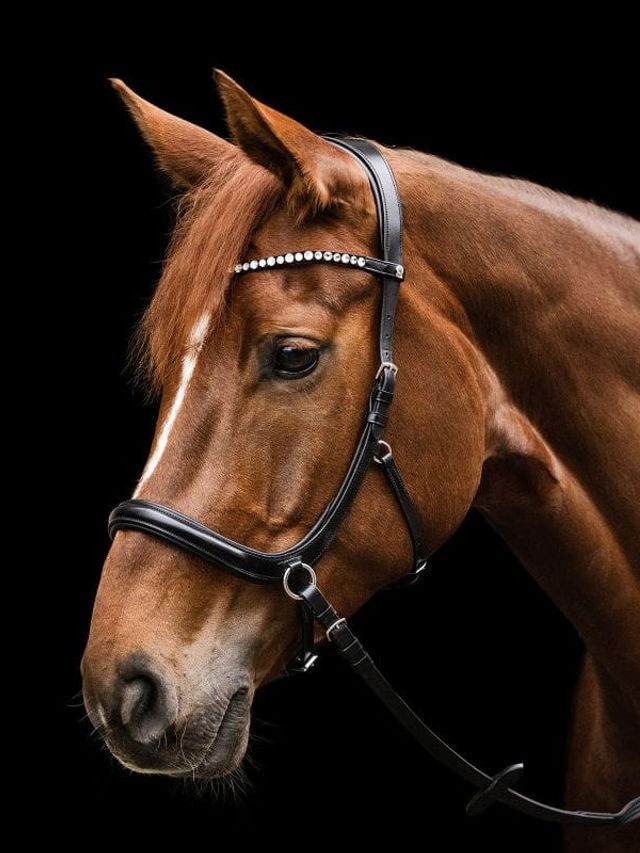 Ogłowie Sensation, X-Line - czarne, Pony