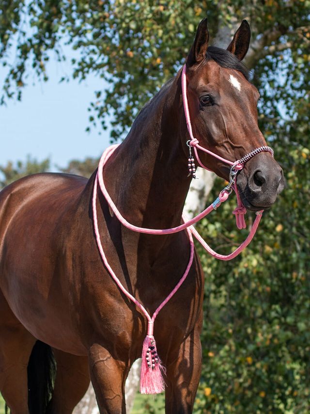KANTAR DO JAZDY Z WODZAMI I CORDEO QHP "LIBERTY" [Flamingo pink]