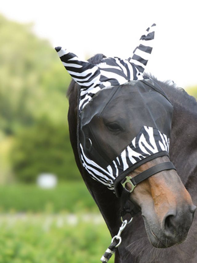 Pol pm Maska przeciw owadom York Zebra 15894