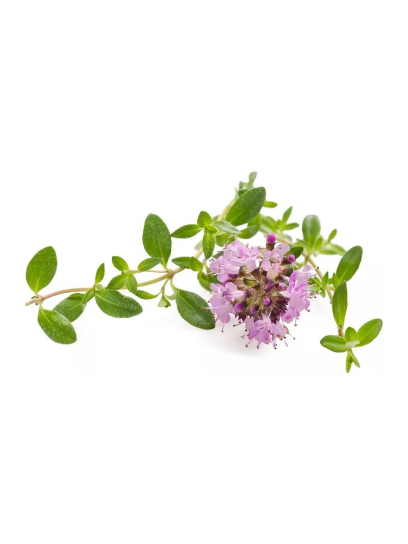 Thym 1 image