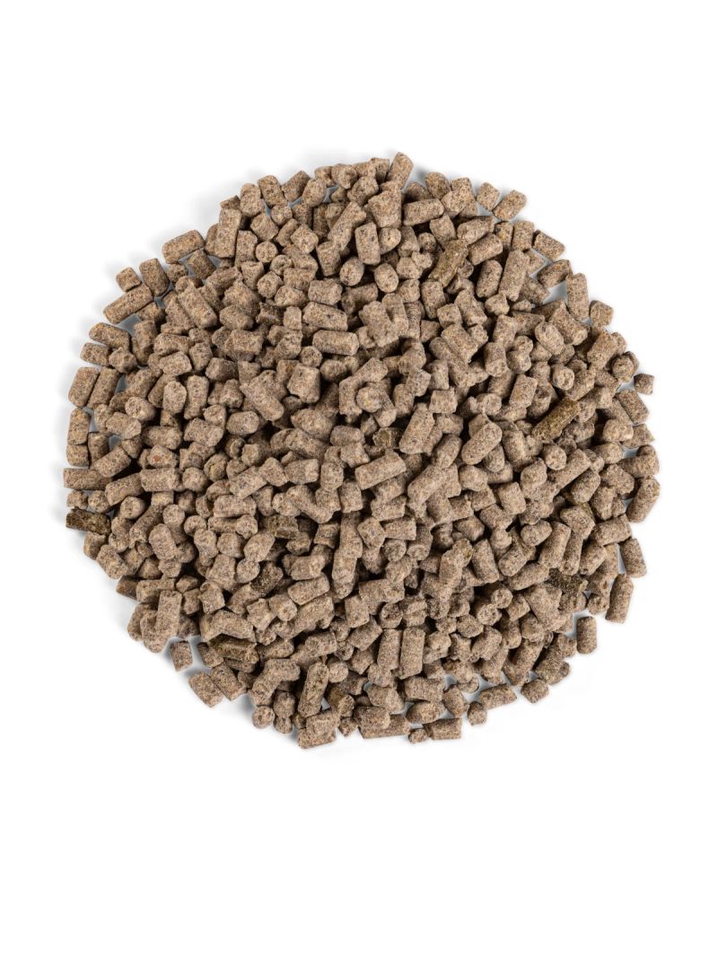 Equilannoo Muscle Plus, porcja granulatu widziana z góry
