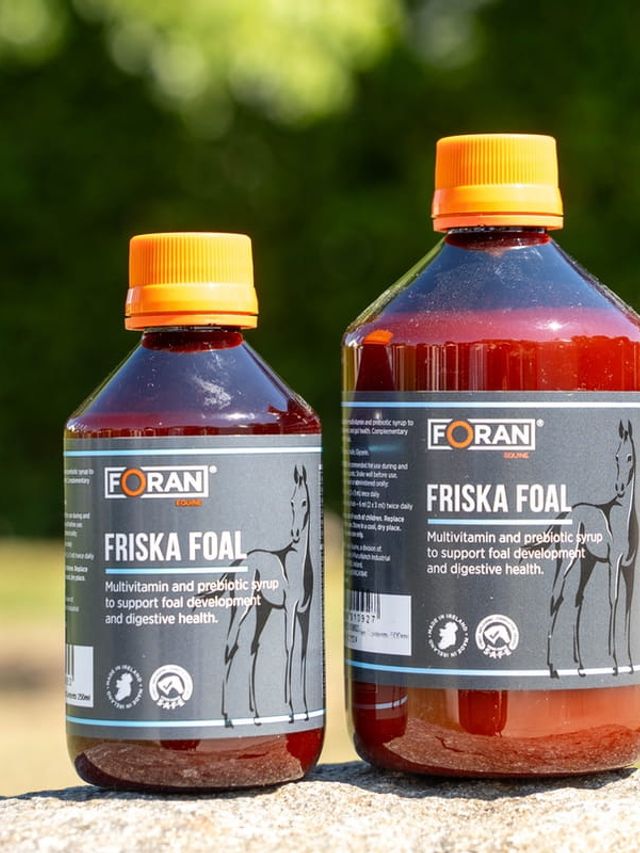 Foran Friska Foal