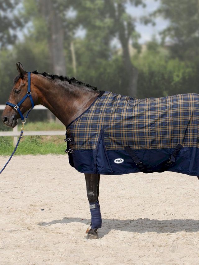 Derka York Camel