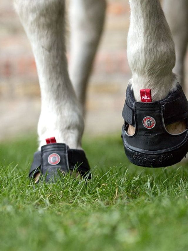 Buty trekkingowe Equine Fusion® 1 sztuka roz 15