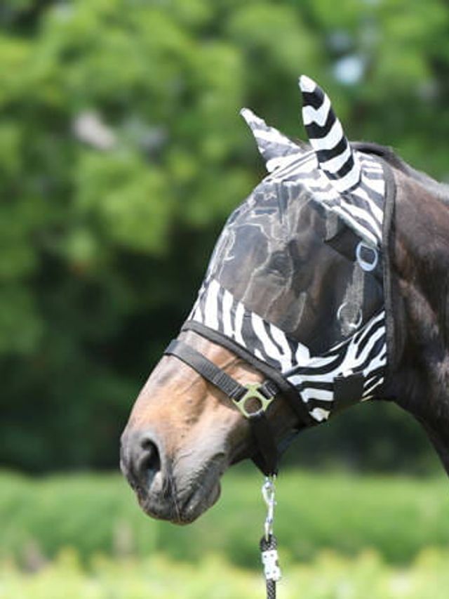 Maska zebra York