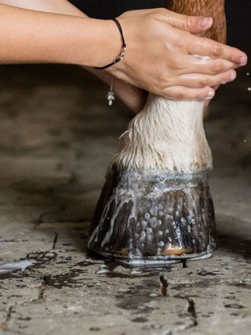 DOCTOR HORSE Czysty Koń 0,5l