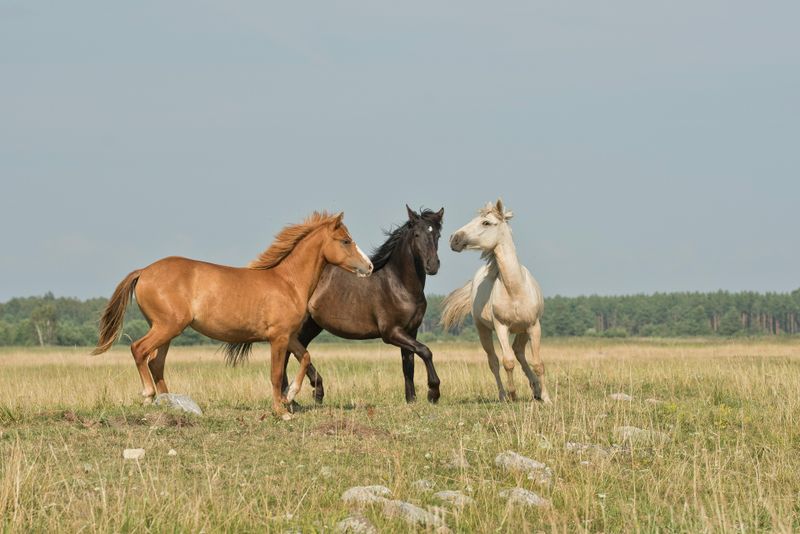 Koń